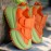 Men's Plus Size Breathable Mesh Sneakers - Lime Green & Orange Accents, Low-Top Lace-Up Casual Streetwear Shoes with Durable PVC Sole for All-Season Outdoor & Daily Wear, Fabric Interior Lining